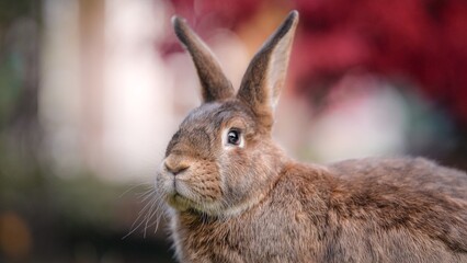 rabbit in the garden
