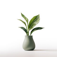 Potted plants for home and garden on white background