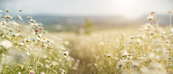 Daisy Chamomile background. Beautiful nature scene with blooming chamomilles in sun flare. Sunny...