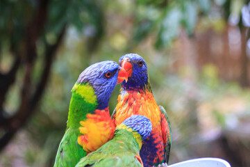 Rainbow Lorikeets: A Colorful Avian Encounter