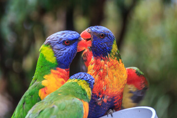 Rainbow Lorikeets: A Colorful Avian Encounter