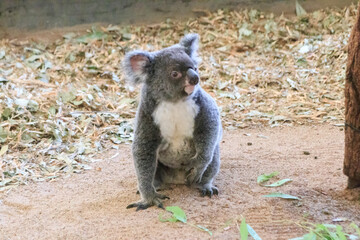 A Curious Koala Exploring Its Natural Habitat