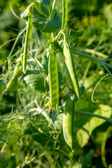 Sugar peas with flowers and pods in the vegetable garden over blurry background..