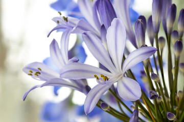 African lily melbourne (Agapanthus 'Melbourne')