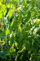 Fototapeta premium Sugar peas with flowers and pods in the vegetable garden over blurry background..