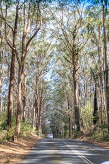 A Serene Drive Through Sunlit Forest Roads