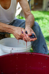 Senior Man Manually Press Grapes to Produce own Wine - Close Up