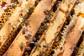 Open hive showing the bees swarming on a honeycomb..