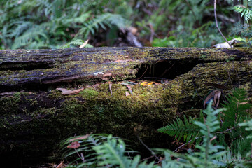 A Glimpse of Nature’s Hidden Beauty Amidst the Green