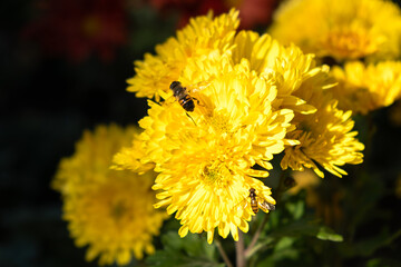 Background of yellow chrysanthemum petals. Bee close-up on a chrysanthemum flower in the garden. Beautiful bright chrysanthemums in selective focus. Macrophotography. Autumn soft background.