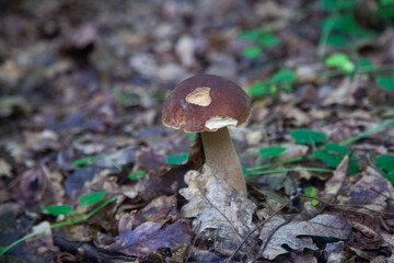 Single Boletus edulis or porcini mushroom growing in the forest. .