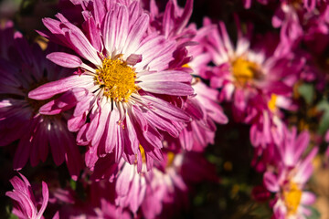 Obraz premium Chrysanthemums pink close-up. Authentic flowers blurred background. Beautiful bright chrysanthemums bloom in the autumn garden. Atmospheric floral arrangement. Growing flowers in an ornamental garden