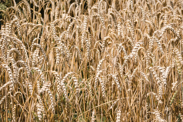 Gold fields of wheat at the end of summer fully ripe. Background of ripening ears of meadow wheat field. Field landscape with sun rays. Food concept. Ukrainian harvest concept