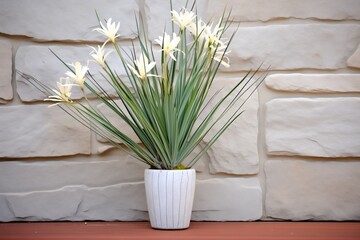 yucca plant with white blooms against a stone wall