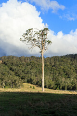 A Lone Tree Standing Tall Amidst Nature’s Beauty