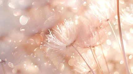 Fotobehang Beautiful abstract background. Fluffy dandelion close-up in sunlight  © Olya Fedorova