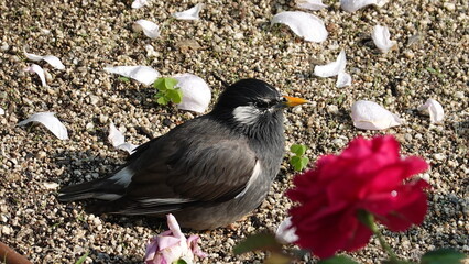 夏のバラの花と鳥