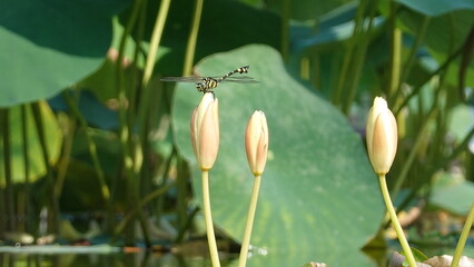 ハスの花とトンボ