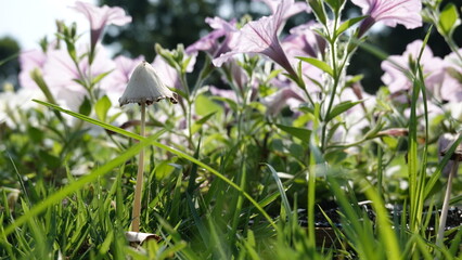 夏のキノコと花
