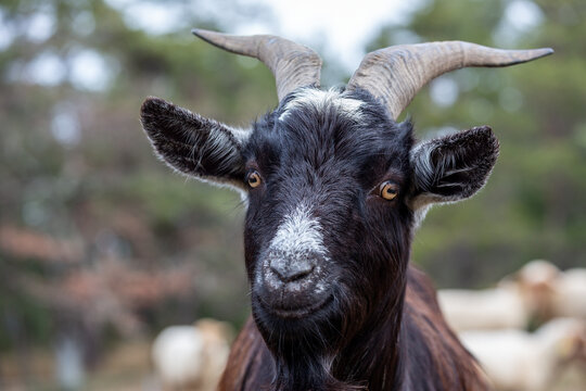 Portrait ch&egrave;vre noire Capra Hircus 