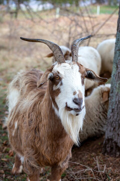 Ch&egrave;vre Capra Hircus