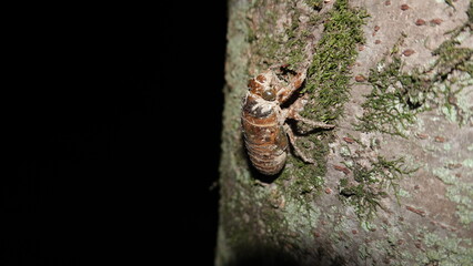 夏の夜 セミの羽化