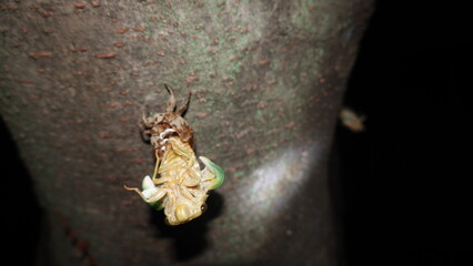 夏の夜 セミの羽化