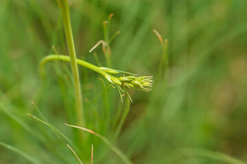 Jacobs Rod flower buds