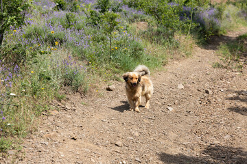 Red dog on a rural mountain road and wild lavender flowers.