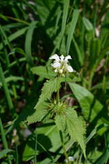 White archangel flowers
