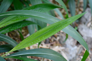 Fototapeta premium Palm grass leaves