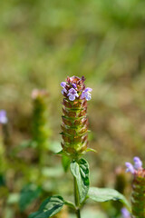 Common Selfheal flower