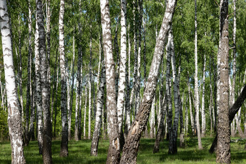 Birch grove in spring, birch tree trunks as a background.