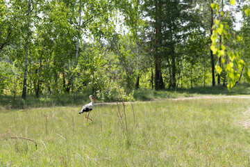 A stork, a wild bird, walks along a green spring meadow surrounded by a forest.