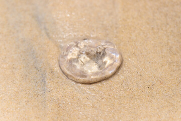 Fototapeta na wymiar A Lone Jellyfish Stranded on the Golden Shore