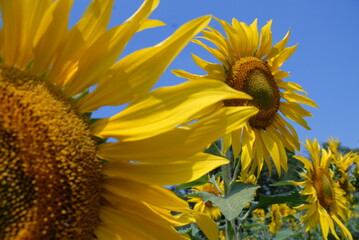 girasole,pianta natura  fiore, giallo