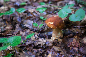Single Boletus edulis or porcini mushroom growing in the forest. .