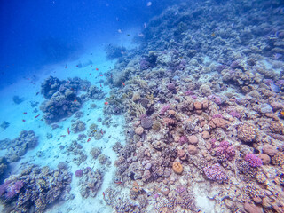 Underwater life of reef with corals, shoal of Lyretail anthias (Pseudanthias squamipinnis) and other kinds of tropical fish. Coral Reef at the Red Sea, Egypt.