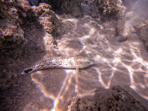 Speckled sandperch fish (Parapercis hexophthalma) on sand at coral reef..