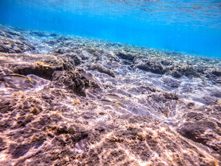 Arabian spinecheek (Scolopsis Ghanam) at coral reef..