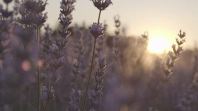 Lavender at sunset