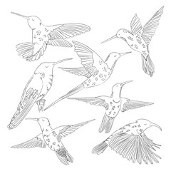 PRINT HUMMINGBIRD
