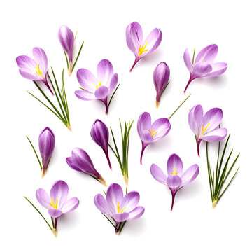 Collage of crocus flowers on white backgrounds