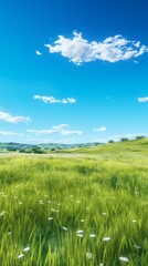 Obraz premium green grass and blue sky