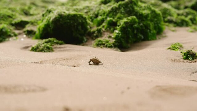 Hermit crab forages on sandy shore amid algae-covered stones. Coenobita clypeatus features in eco docu, illustrating biodiverse beach, vital marine eco roles, and crustacean activities.