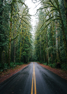 View of a road crossing the Hoe National Forest, Olympic National Park, Washington, United States.