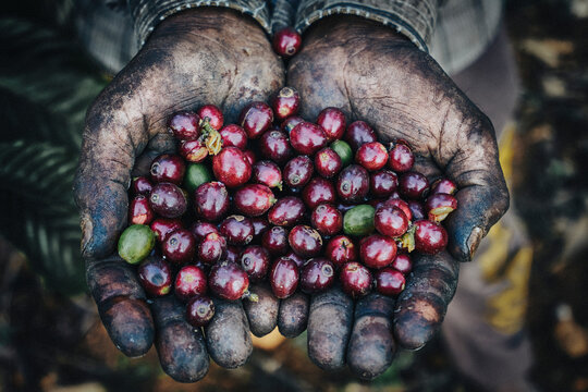 View of hands holding Coffee beans after harvesting coffee in Coorg, Karnataka, India.