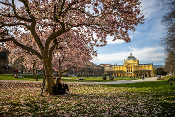 View of magnolia blossom in Tomislav park in Zagreb, Croatia.