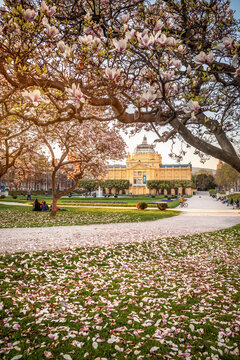 View of Tomislav park with magnolia blossom in Zagreb, Croatia.