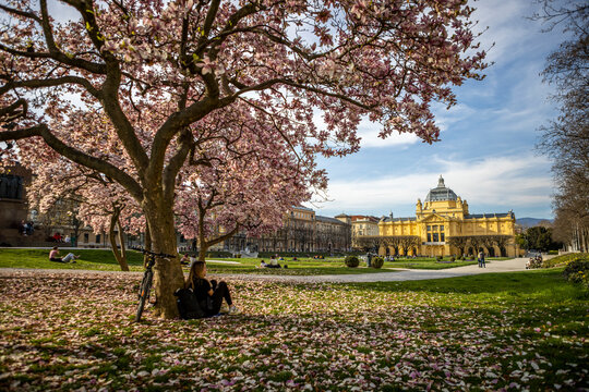 View of magnolia blossom in Tomislav park in Zagreb, Croatia.